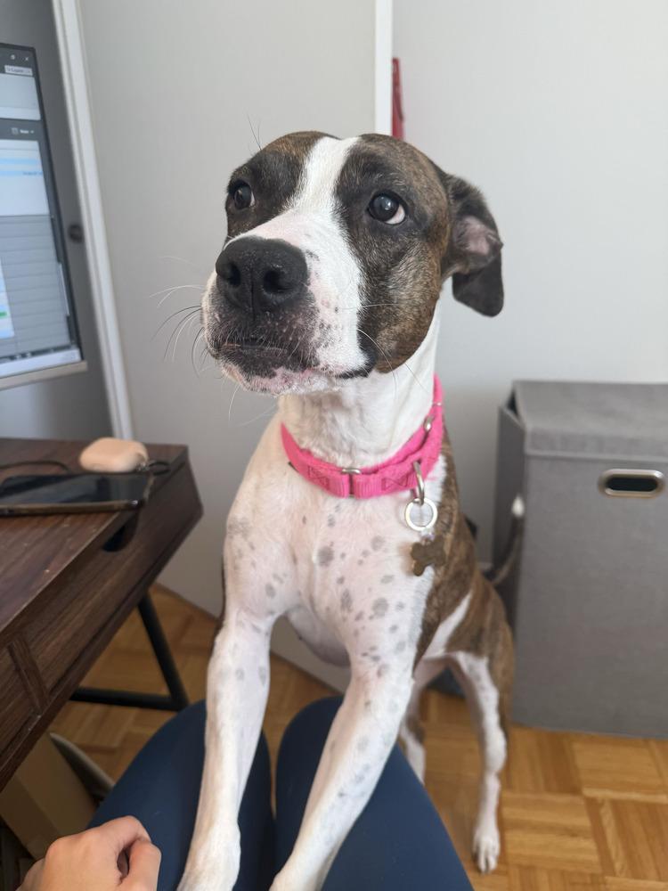 Enlarge Penny, a Adoptable mixed breed in New York, NY image 3/6