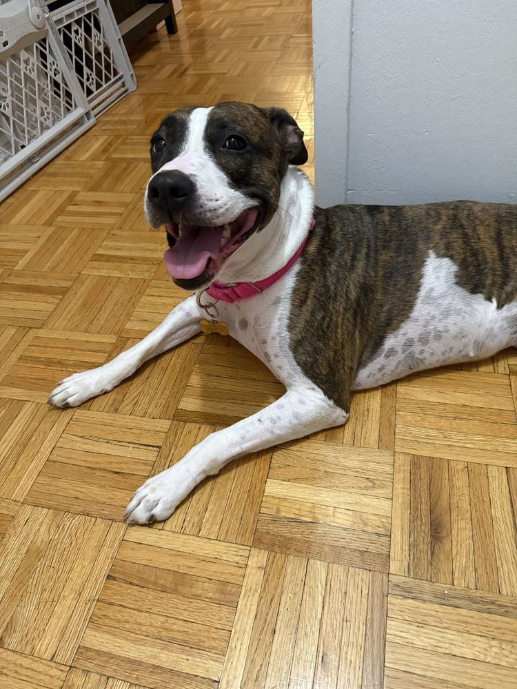 Enlarge Penny, a Adoptable mixed breed in New York, NY image 4/6
