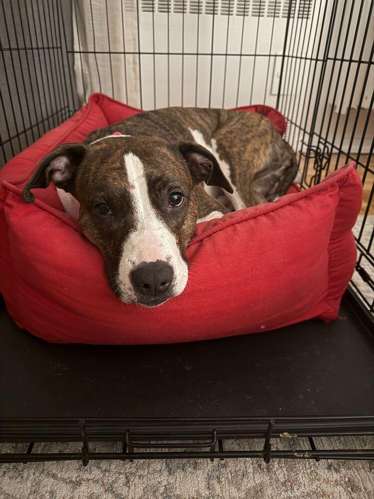 Enlarge Penny, a Adoptable mixed breed in New York, NY image 3/6