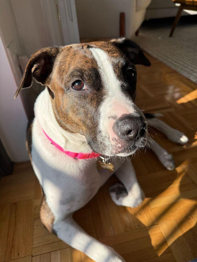 Enlarge Penny, a Adoptable mixed breed in New York, NY image 3/6