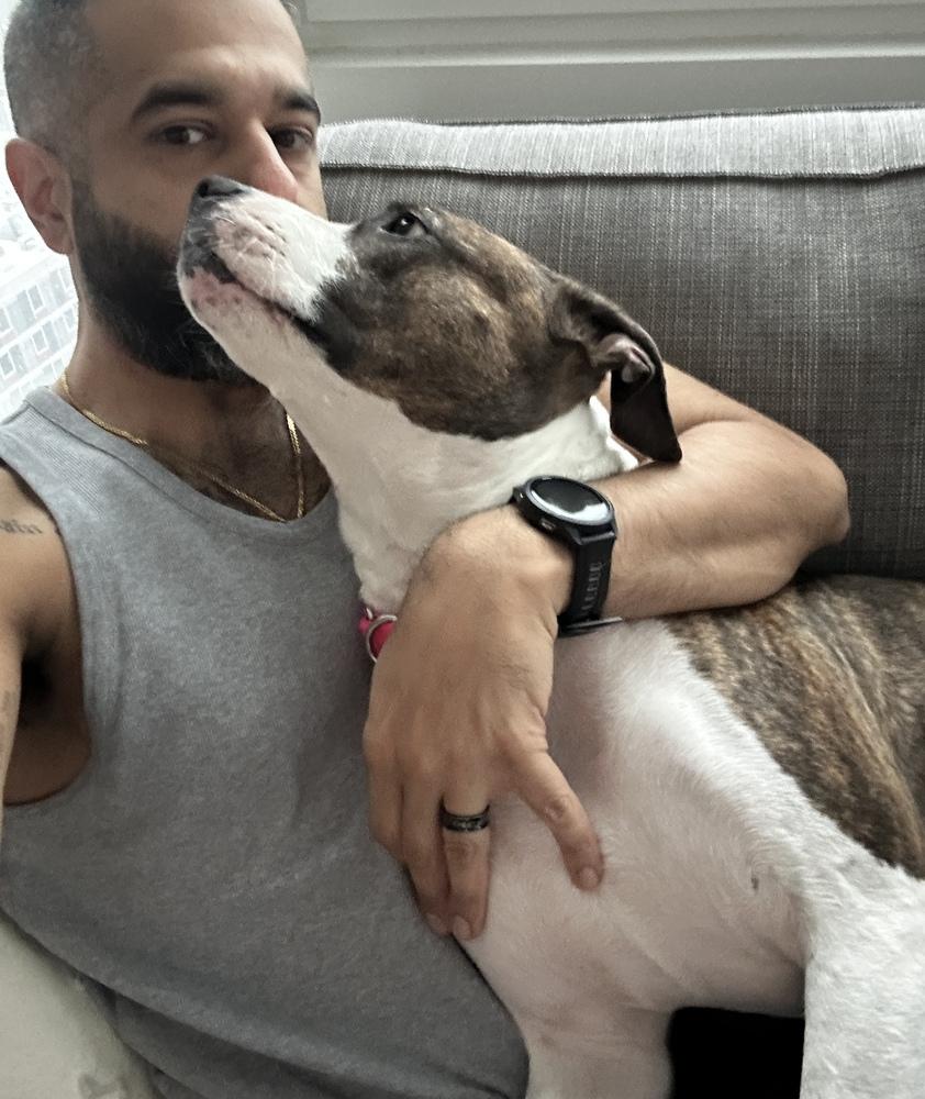 Enlarge Penny, a Adoptable mixed breed in New York, NY image 4/6