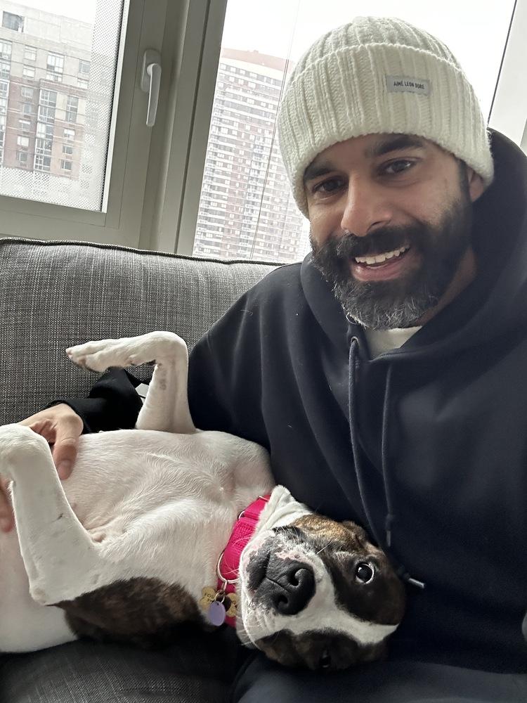 Enlarge Penny, a Adoptable mixed breed in New York, NY image 5/6