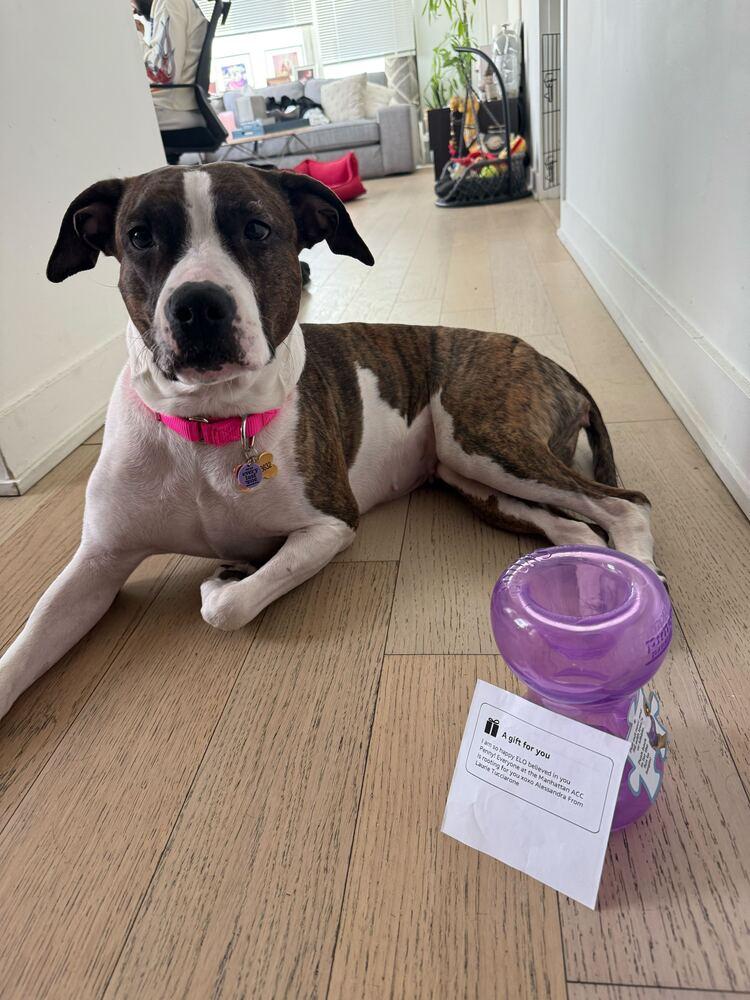 Enlarge Penny, a Adoptable mixed breed in New York, NY image 4/6