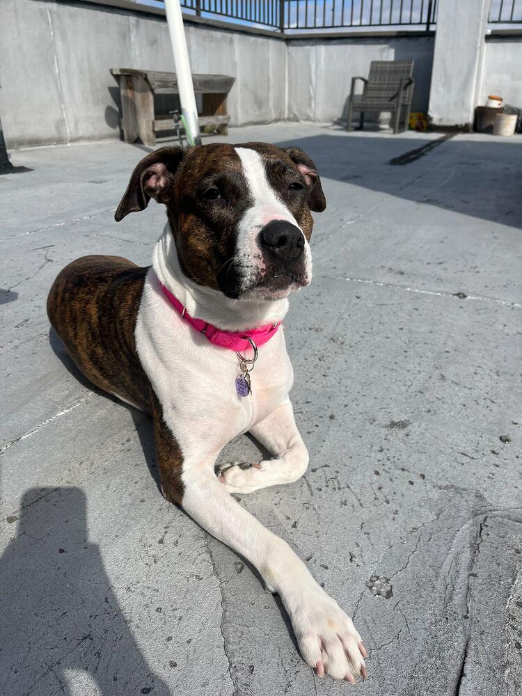Enlarge Penny, a Adoptable mixed breed in New York, NY image 4/6