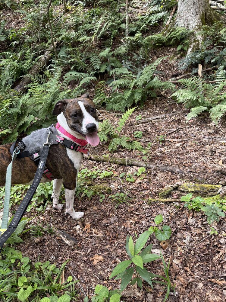 Enlarge Penny, a Adoptable mixed breed in New York, NY image 5/6