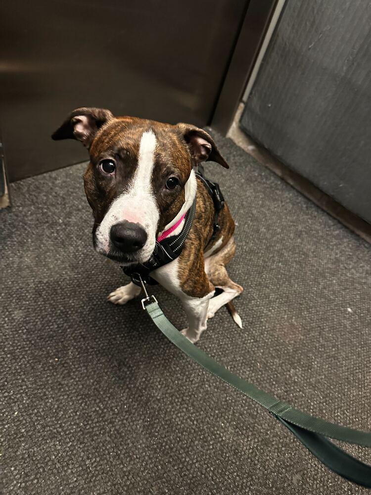 Enlarge Penny, a Adoptable mixed breed in New York, NY image 6/6