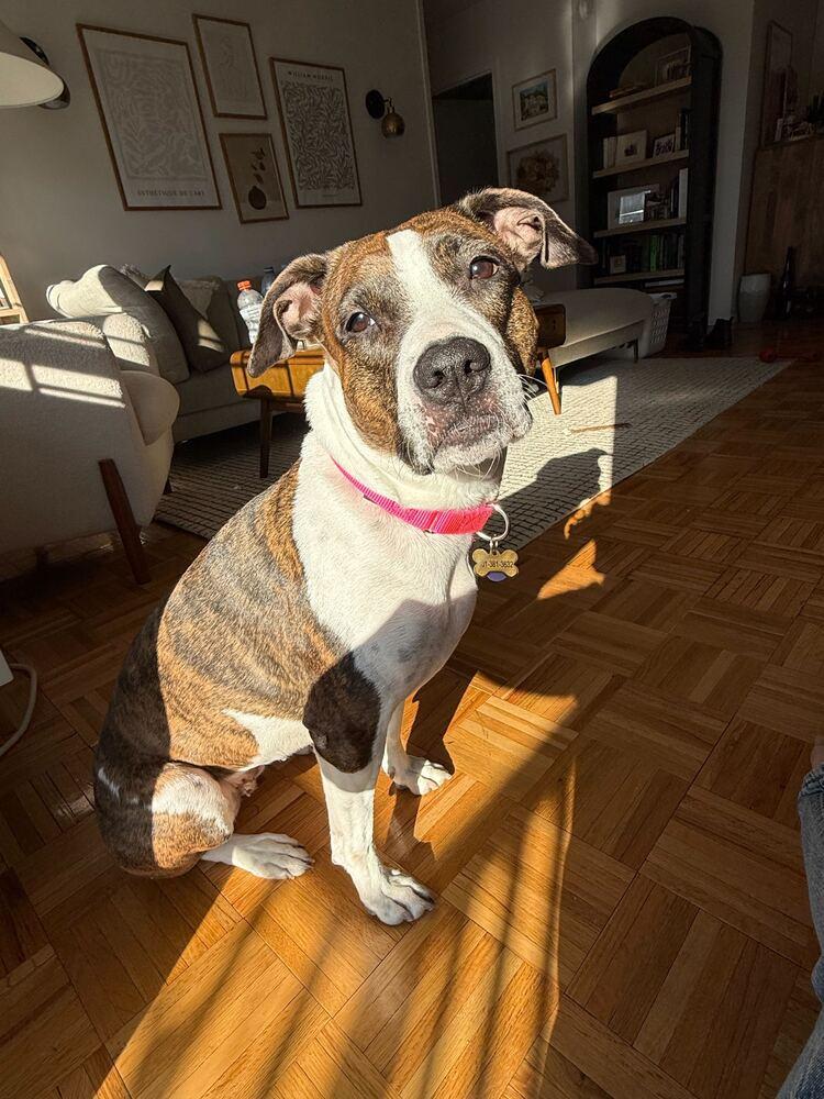 Enlarge Penny, a Adoptable mixed breed in New York, NY image 6/6