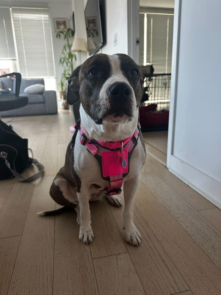 Enlarge Penny, a Adoptable mixed breed in New York, NY image 5/6