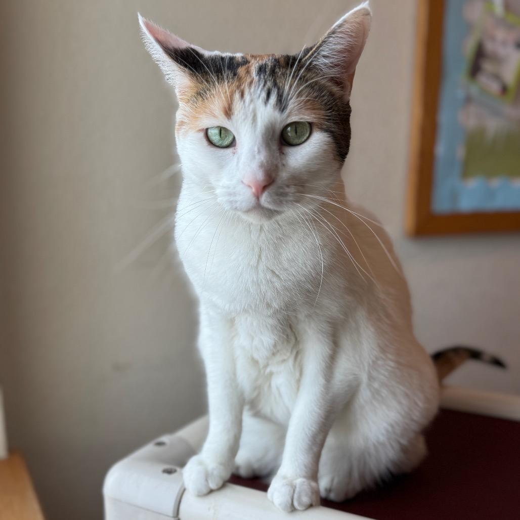 Tiana, a Adoptable Domestic Short Hair in Redwood Falls, MN image 1/2