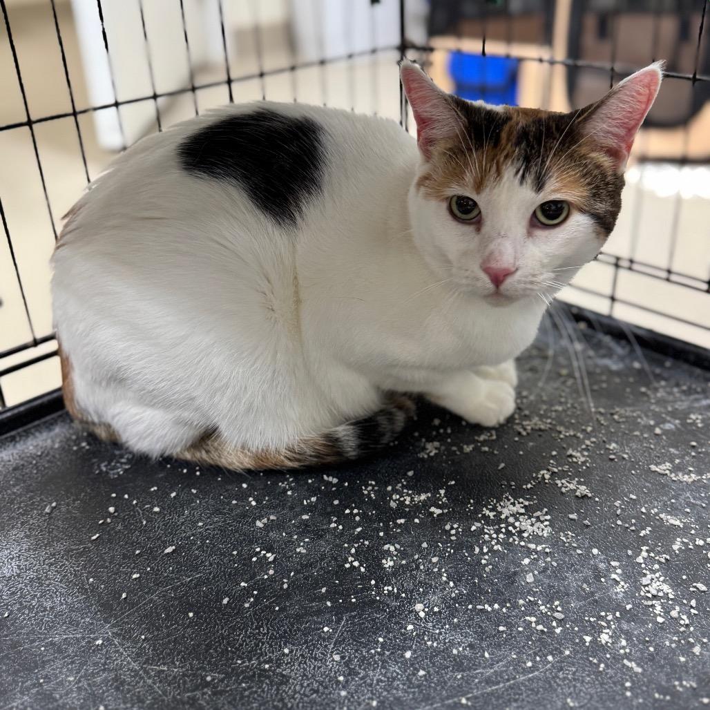 Tiana, Adoptable, Adult Female Domestic Short Hair.