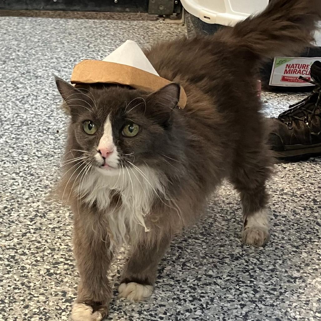 Enlarge Mittens, a Adoptable mixed breed in Port Charlotte, FL image 1/4