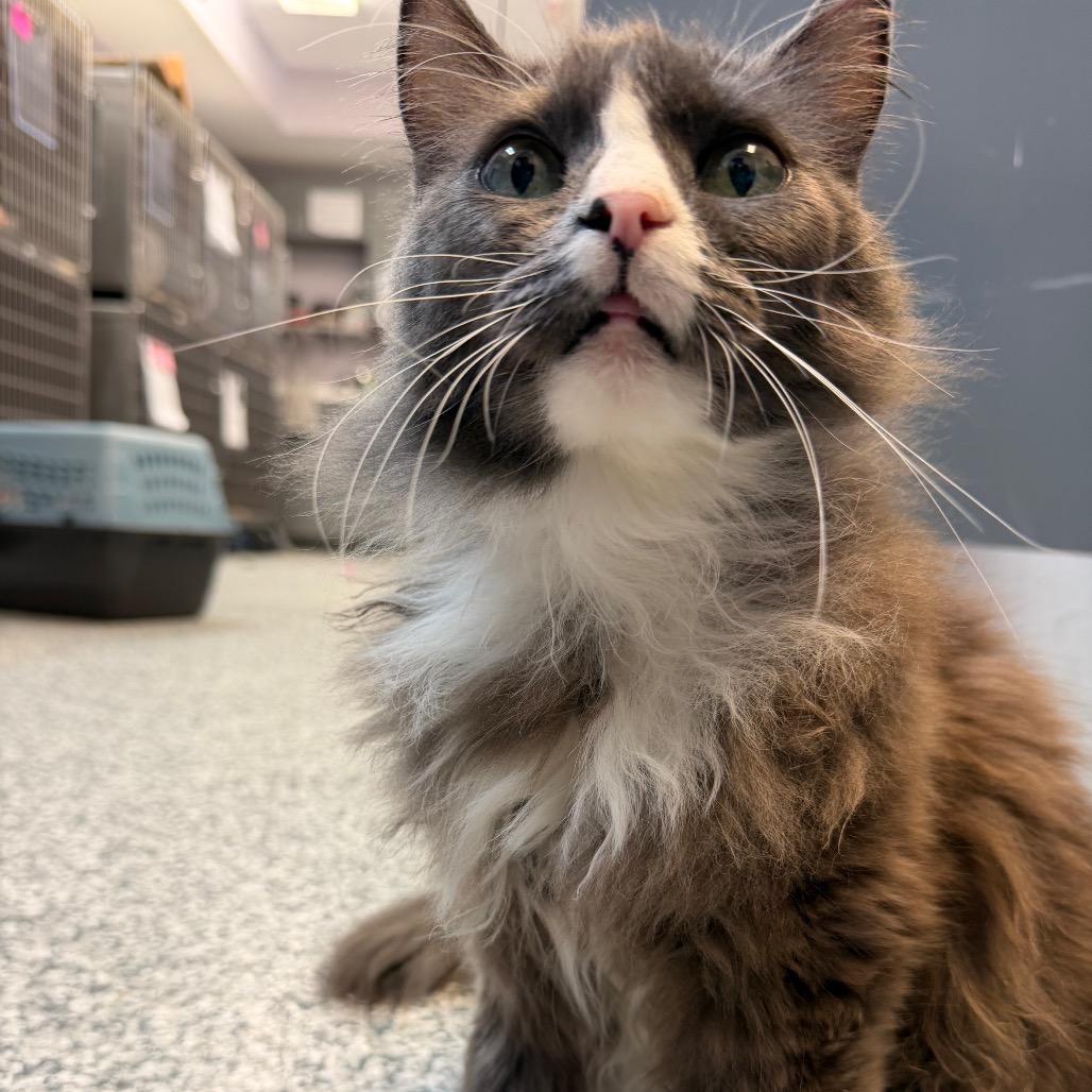 Enlarge Mittens, a Adoptable mixed breed in Port Charlotte, FL image 2/4
