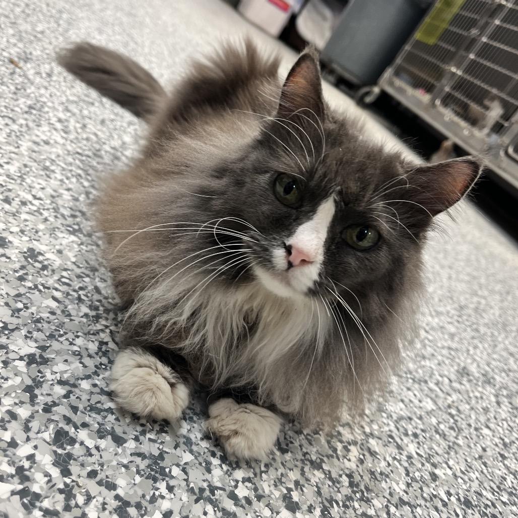 Enlarge Mittens, a Adoptable mixed breed in Port Charlotte, FL image 3/4