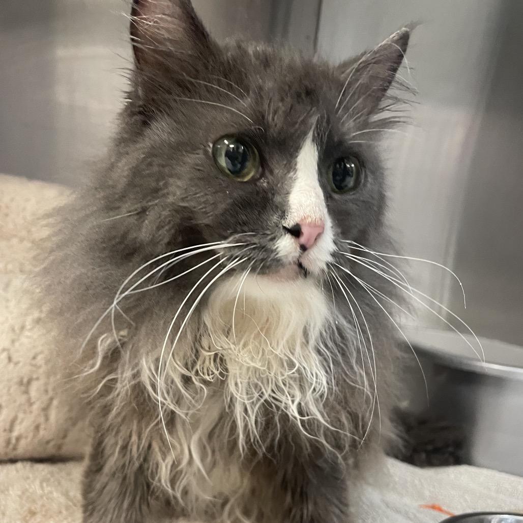 Enlarge Mittens, a Adoptable mixed breed in Port Charlotte, FL image 4/4