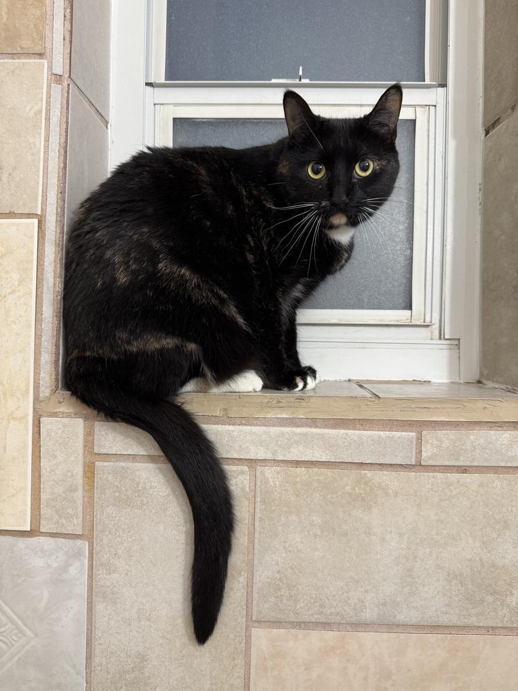 Olive, Adoptable, Young Female Domestic Short Hair.