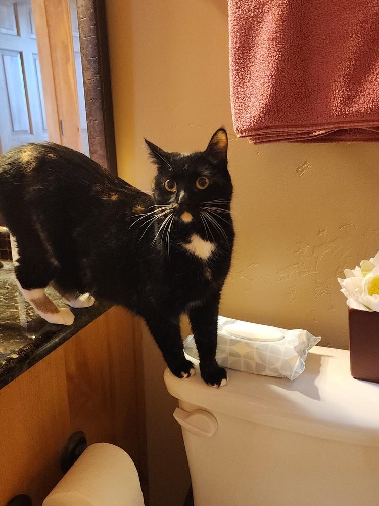 Enlarge Olive, a Adoptable Domestic Short Hair in Albuquerque, NM image 2/6