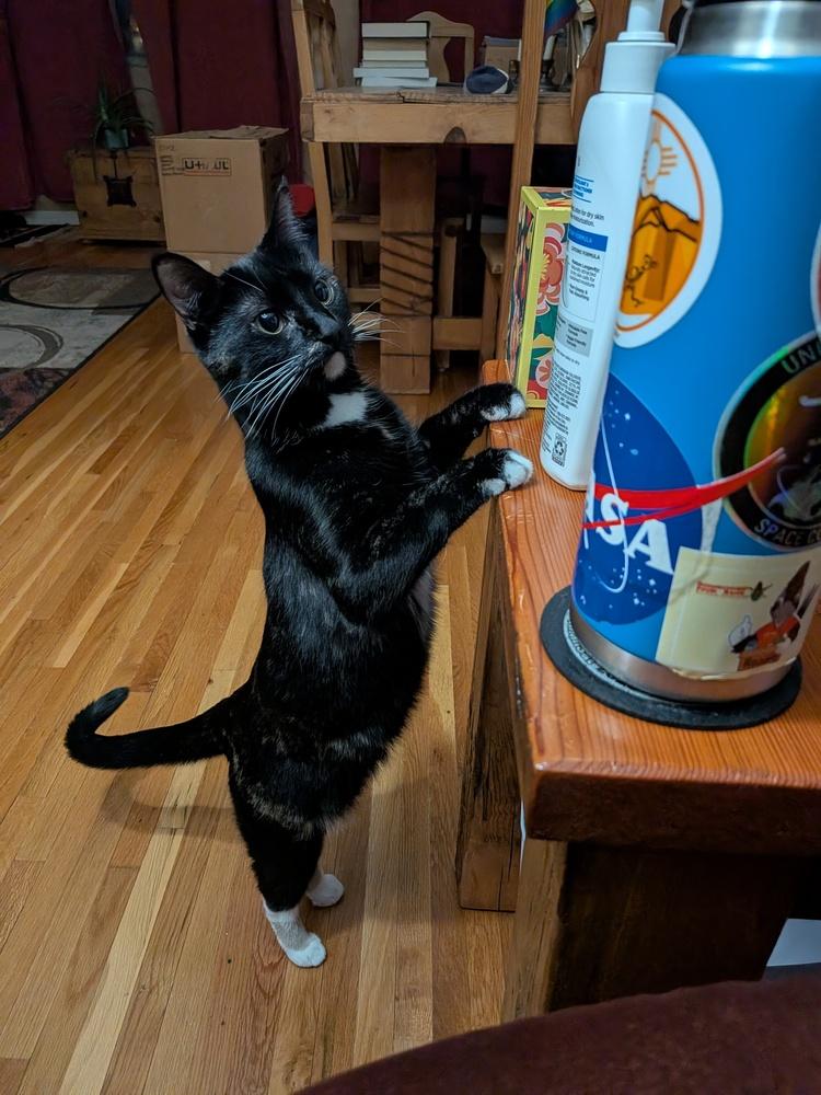 Enlarge Olive, a Adoptable Domestic Short Hair in Albuquerque, NM image 3/6