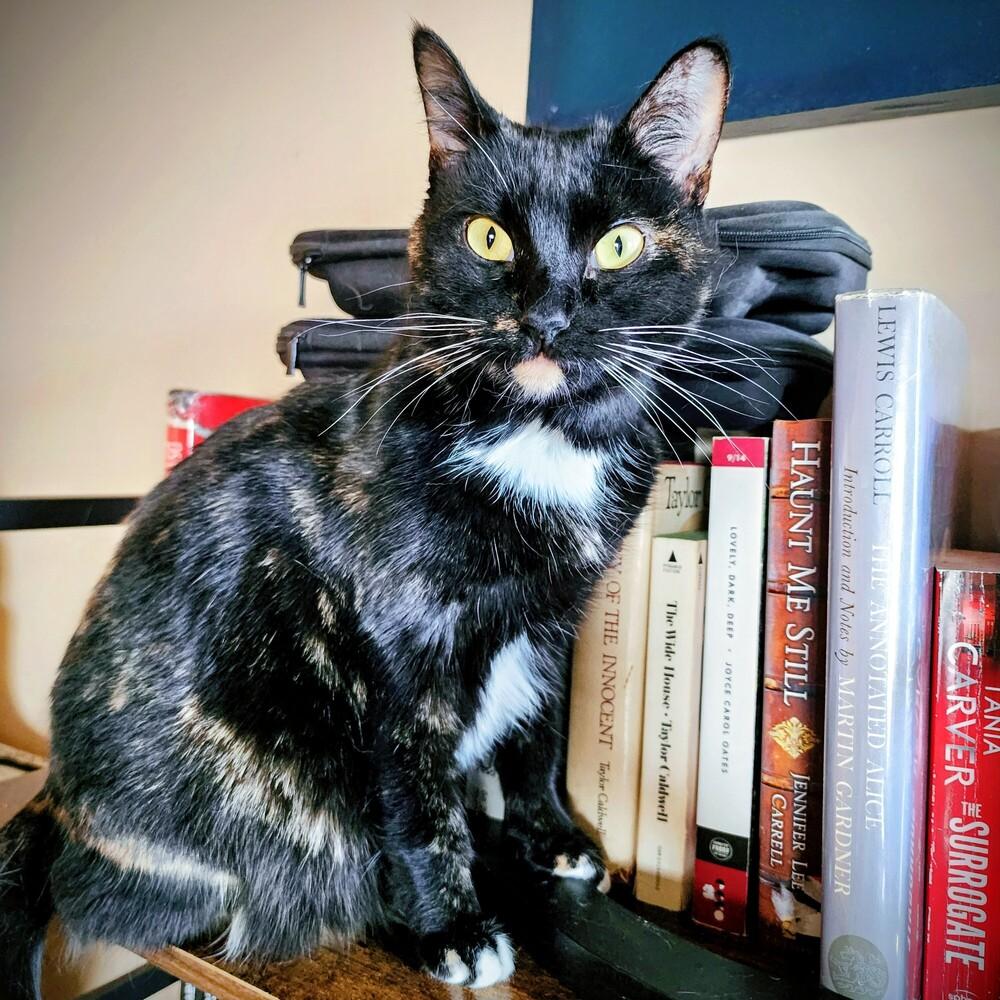 Enlarge Olive, a Adoptable Domestic Short Hair in Albuquerque, NM image 4/6