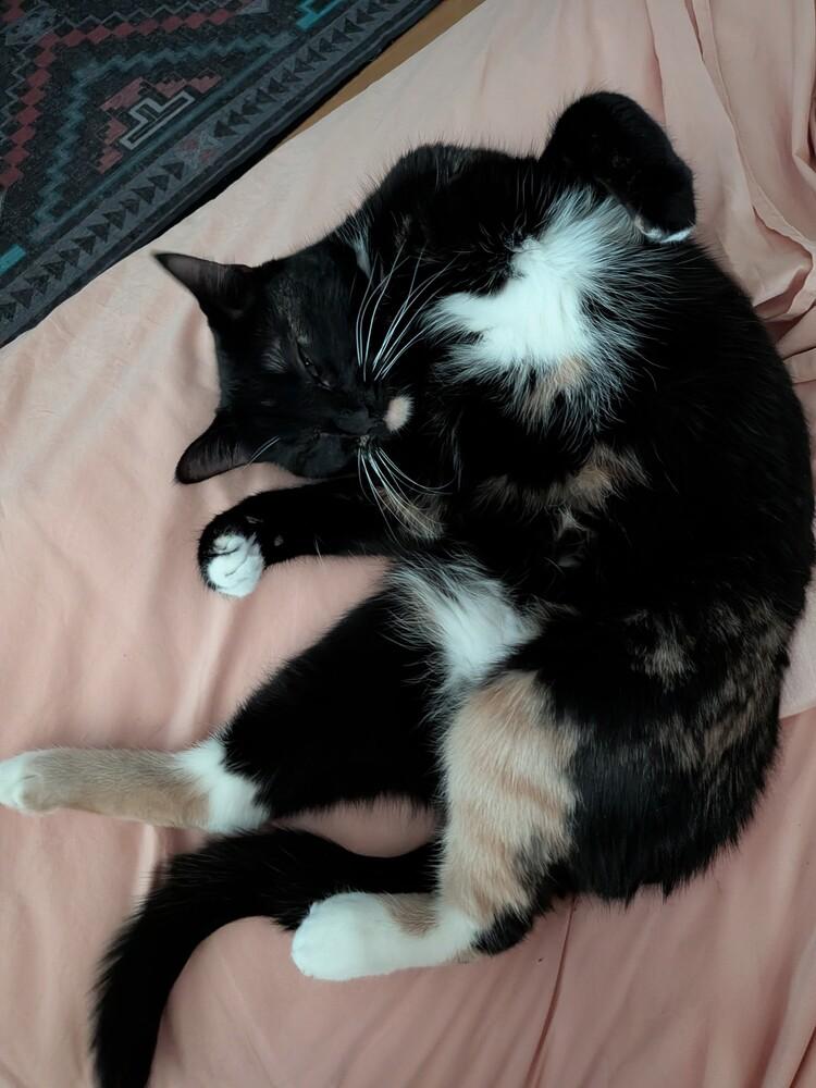 Enlarge Olive, a Adoptable Domestic Short Hair in Albuquerque, NM image 6/6