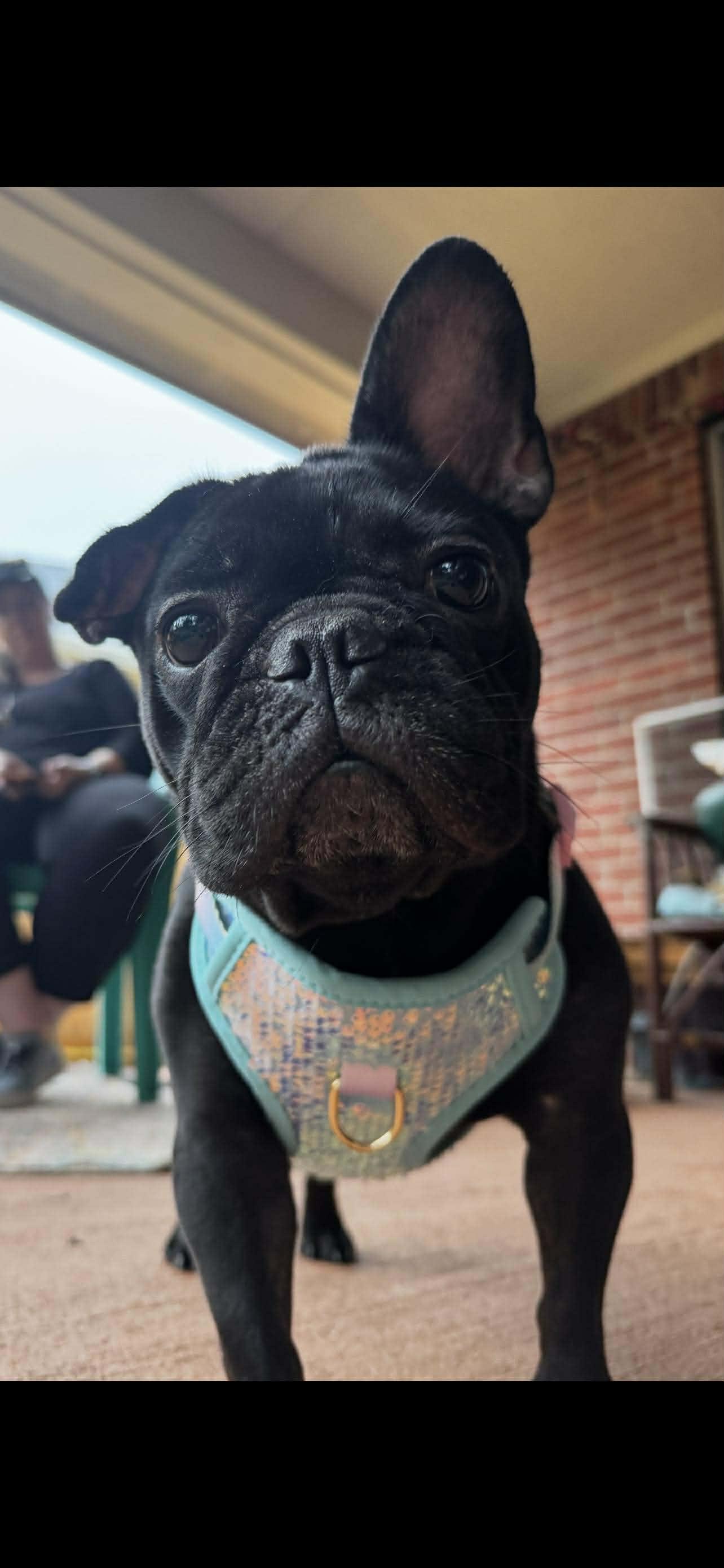 Dahlia, Adoptable, Adult Female French Bulldog.