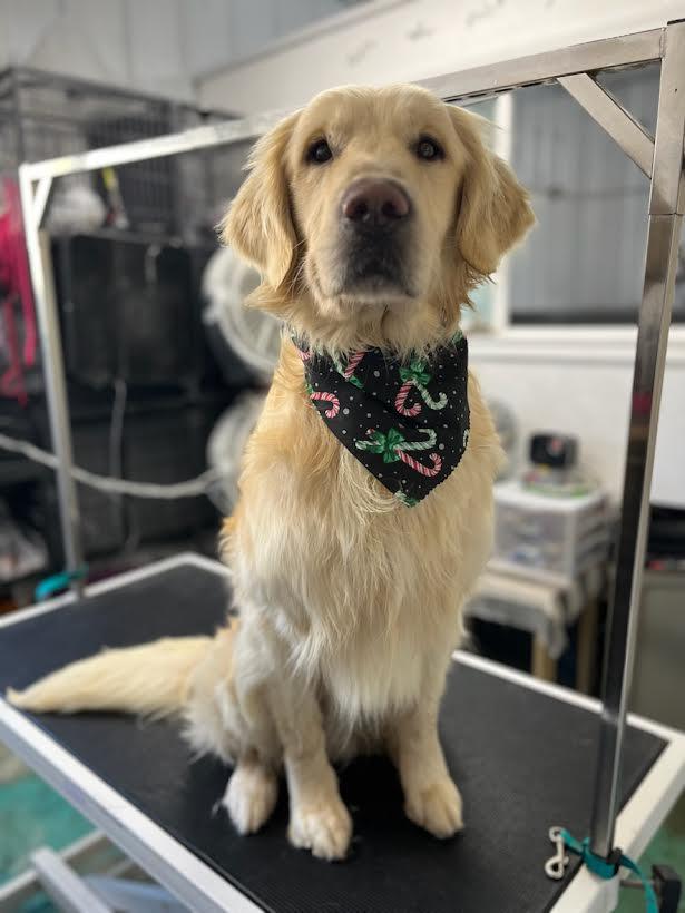 Enlarge Fenway, a Adopted Golden Retriever in Salina, UT image 1/1