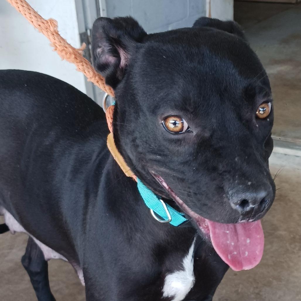 Aspen, Adoptable, Adult Female Mixed Breed.