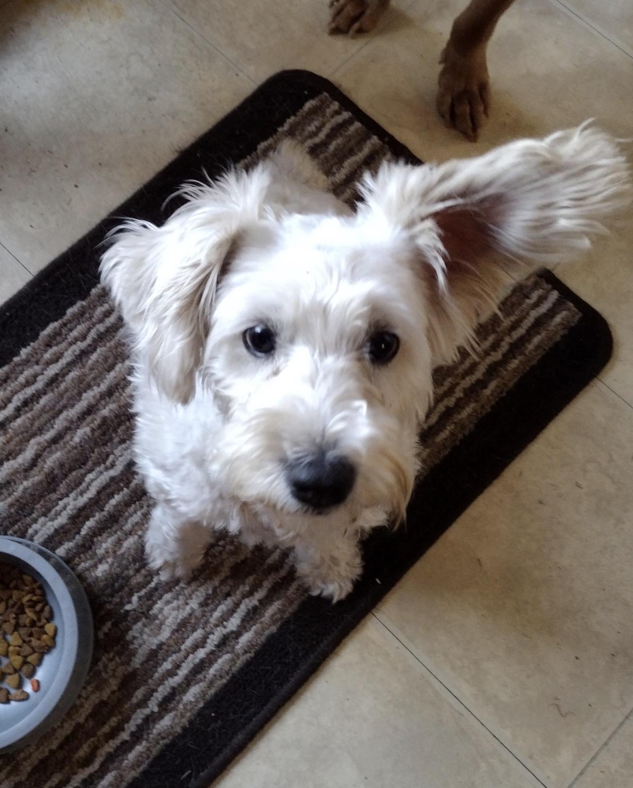 Snowy (in foster care), an adopted mixed breed in Sebring, FL image 2/4