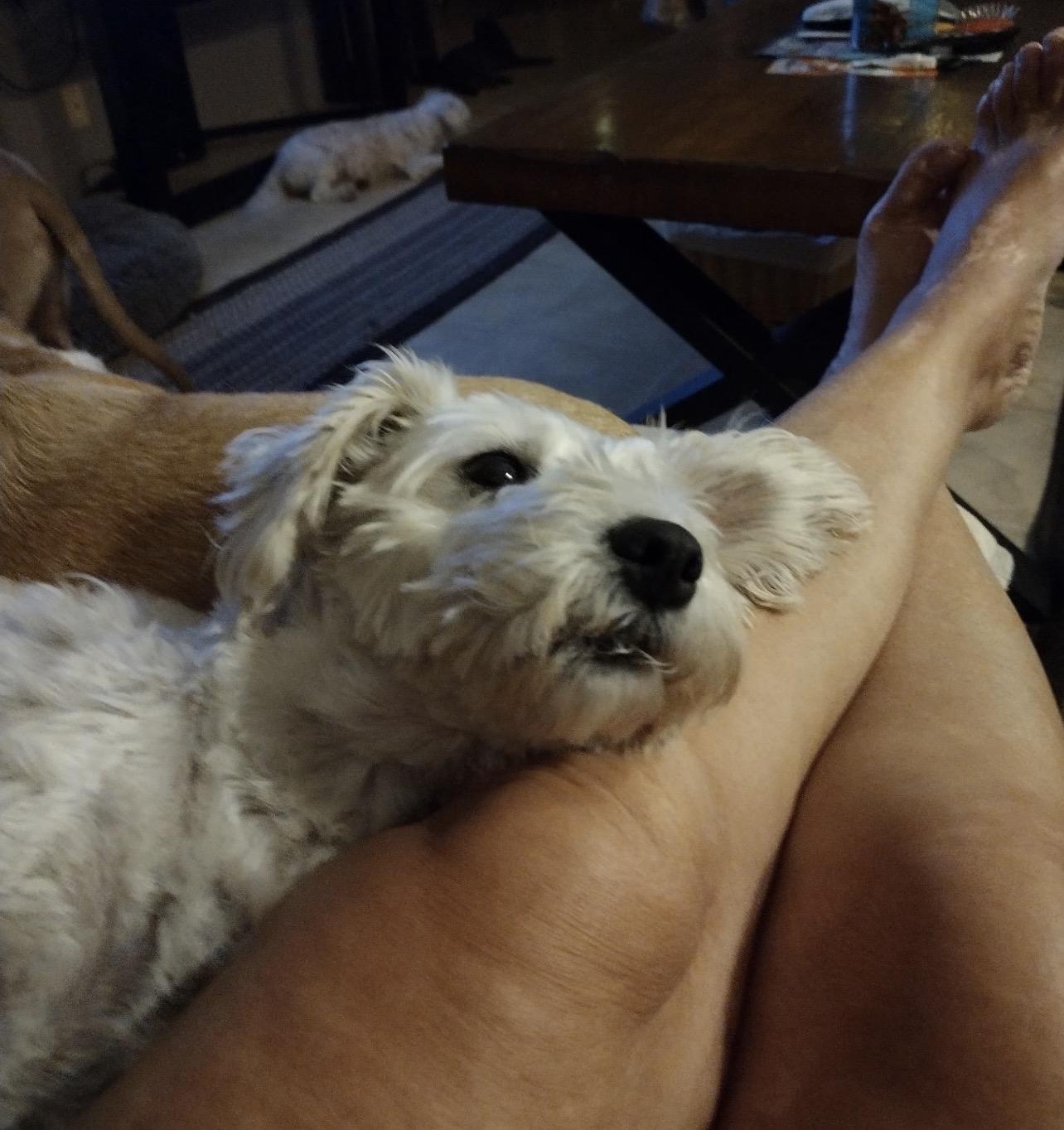 Snowy (in foster care), an adopted mixed breed in Sebring, FL image 3/4