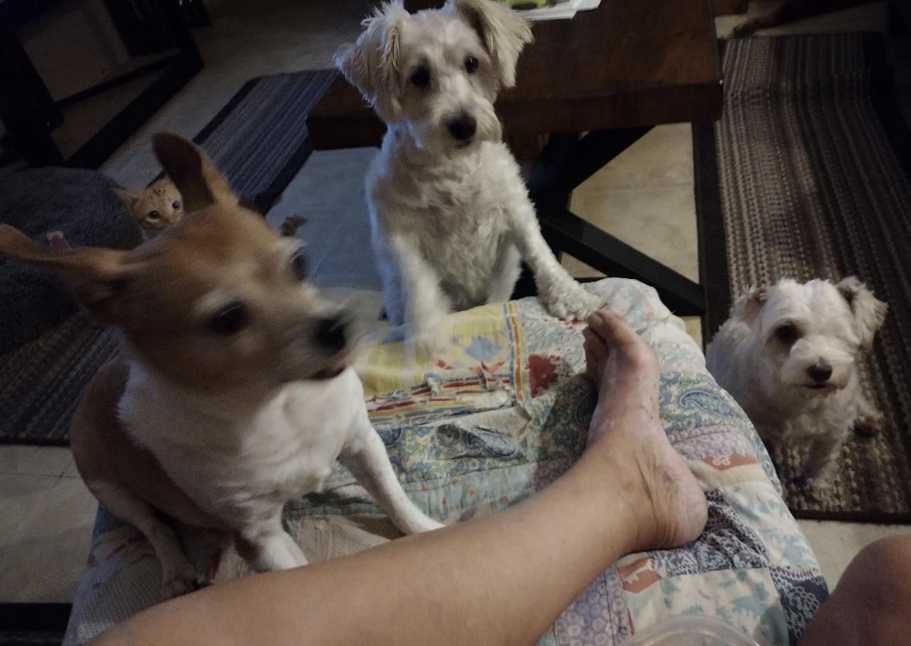 Snowy (in foster care), an adopted mixed breed in Sebring, FL image 4/4