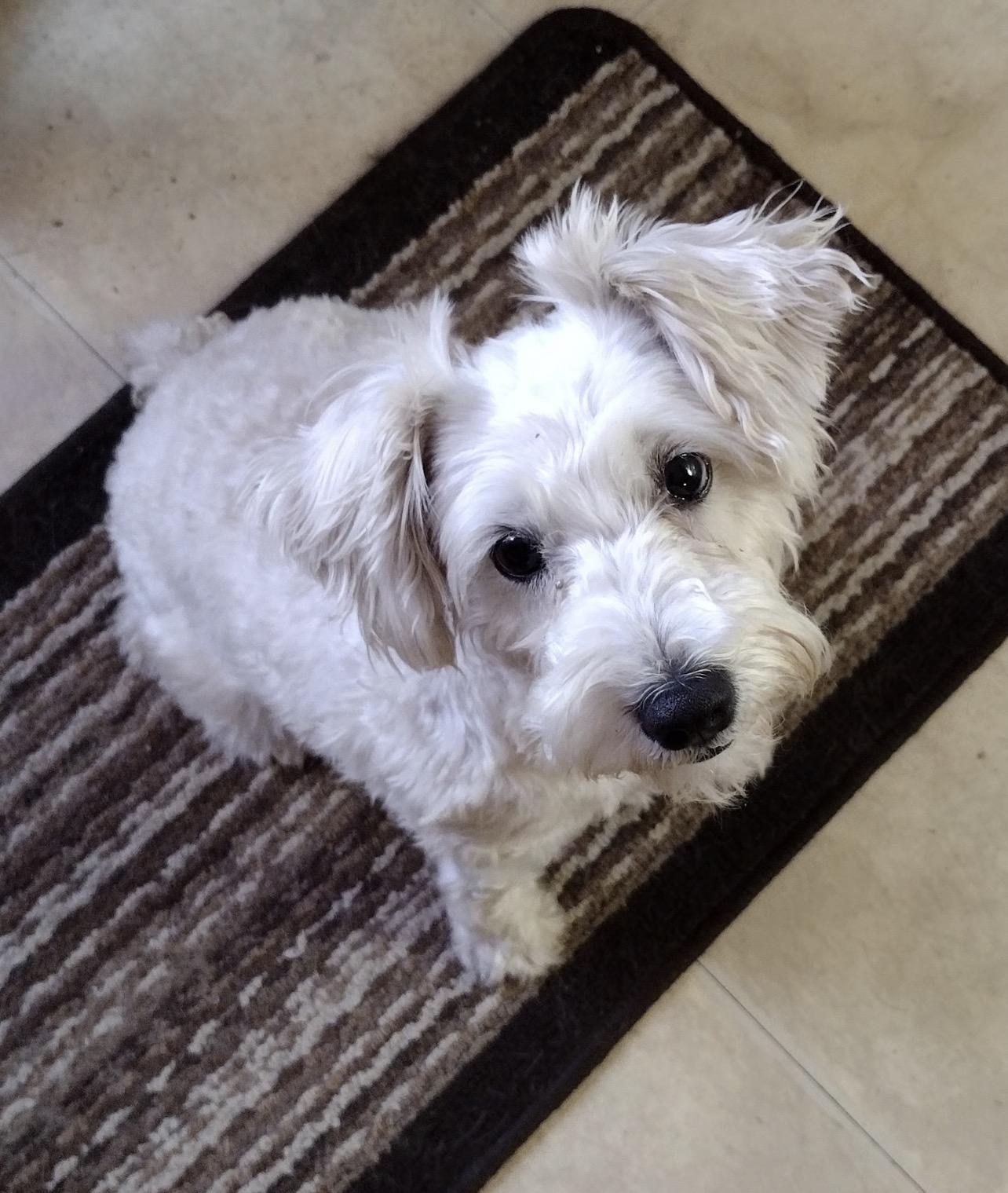 Snowy (in foster care), an adopted mixed breed in Sebring, FL image 1/4