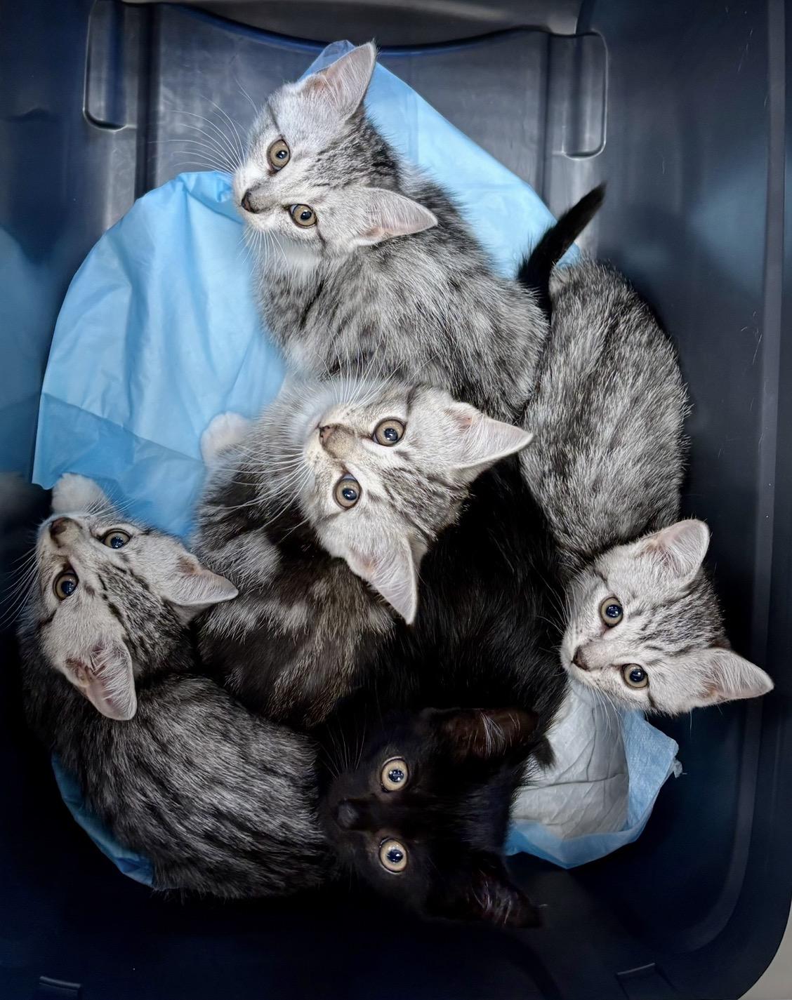 Kitten Meet n Greet Oct 3rd-Pet Valu Rockwood Mall, Adopted, Kitten Male Domestic Short Hair.