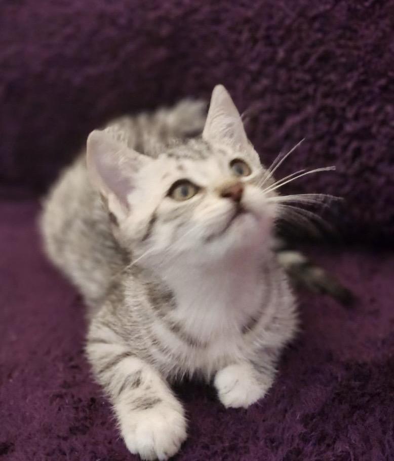 Enlarge Kitten Meet n Greet Oct 3rd-Pet Valu Rockwood Mall, a Adopted Domestic Short Hair in Mississauga, ON image 4/6