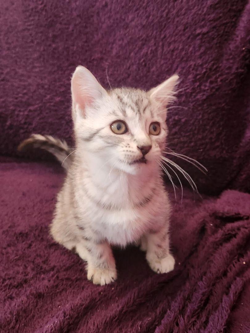 Enlarge Kitten Meet n Greet Oct 3rd-Pet Valu Rockwood Mall, a Adopted Domestic Short Hair in Mississauga, ON image 5/6