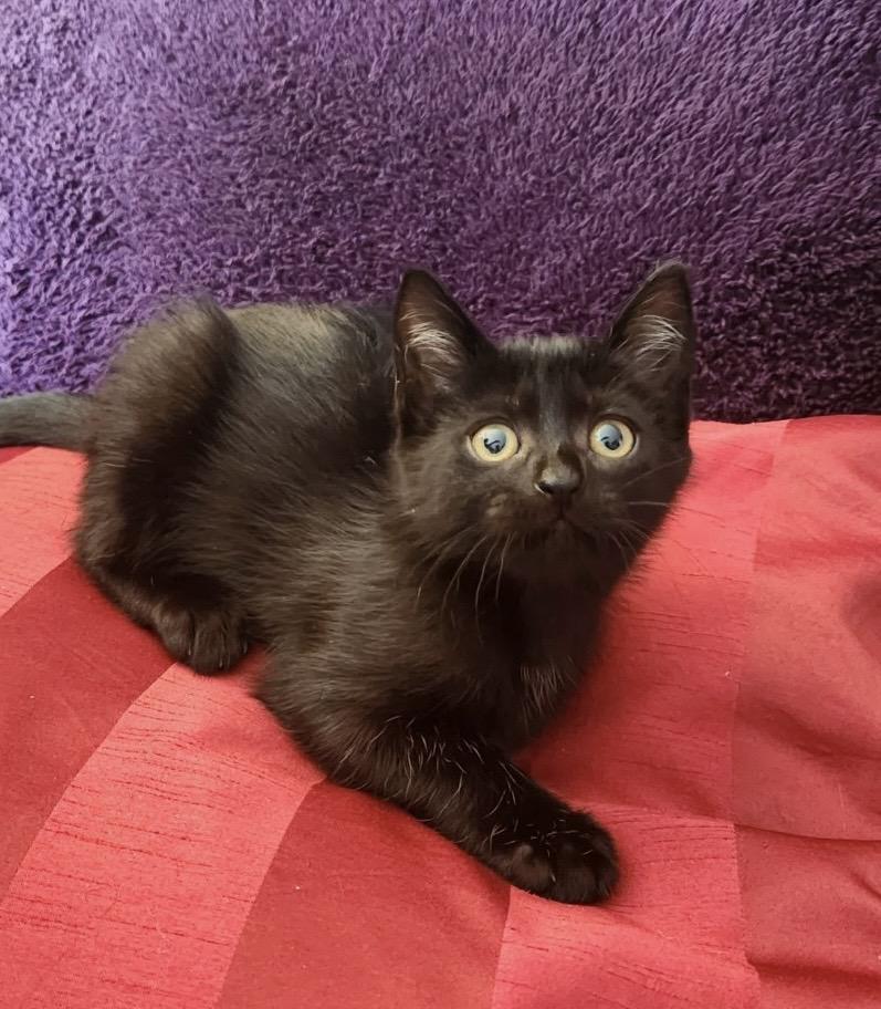 Enlarge Kitten Meet n Greet Oct 3rd-Pet Valu Rockwood Mall, a Adopted Domestic Short Hair in Mississauga, ON image 3/6