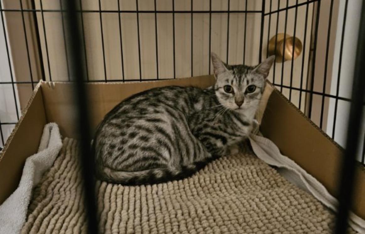Enlarge Kitten Meet n Greet Oct 3rd-Pet Valu Rockwood Mall, a Adopted Domestic Short Hair in Mississauga, ON image 6/6