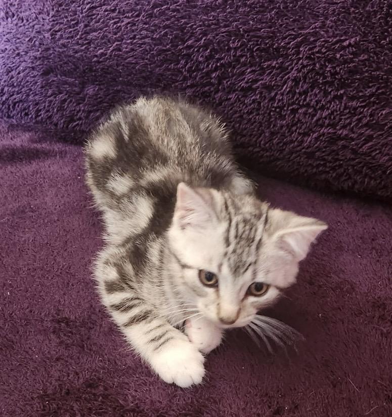 Enlarge Kitten Meet n Greet Oct 3rd-Pet Valu Rockwood Mall, a Adopted Domestic Short Hair in Mississauga, ON image 2/6