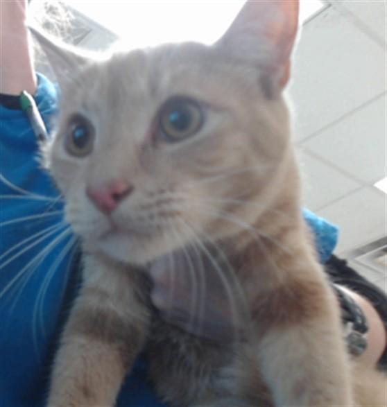 SPICY NUGGETS, Adoptable, Young Male Domestic Short Hair.