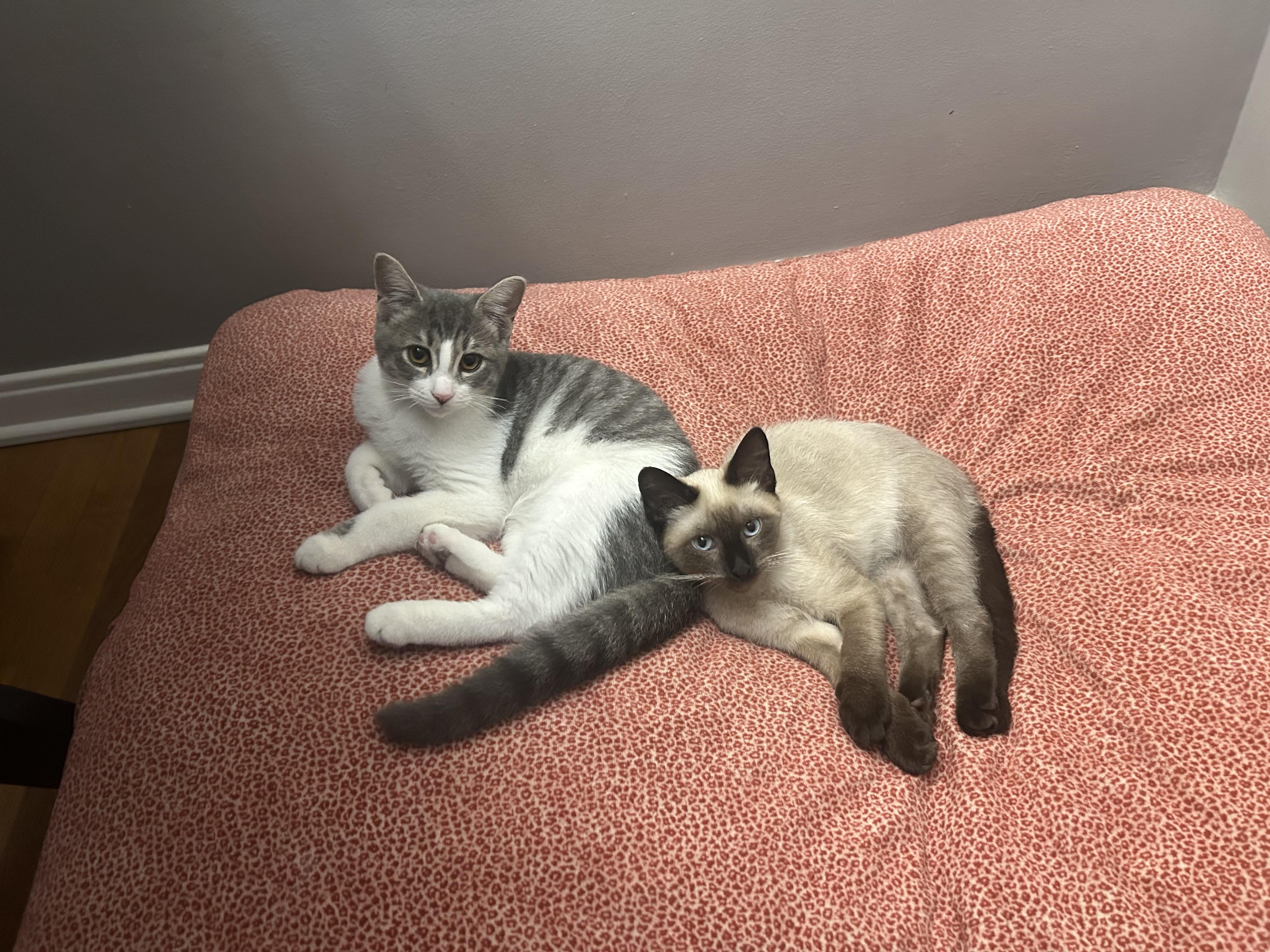 Enlarge Maximilian and Kapusta (bonded pair), an adopted mixed breed in Oak Park, MI image 3/6