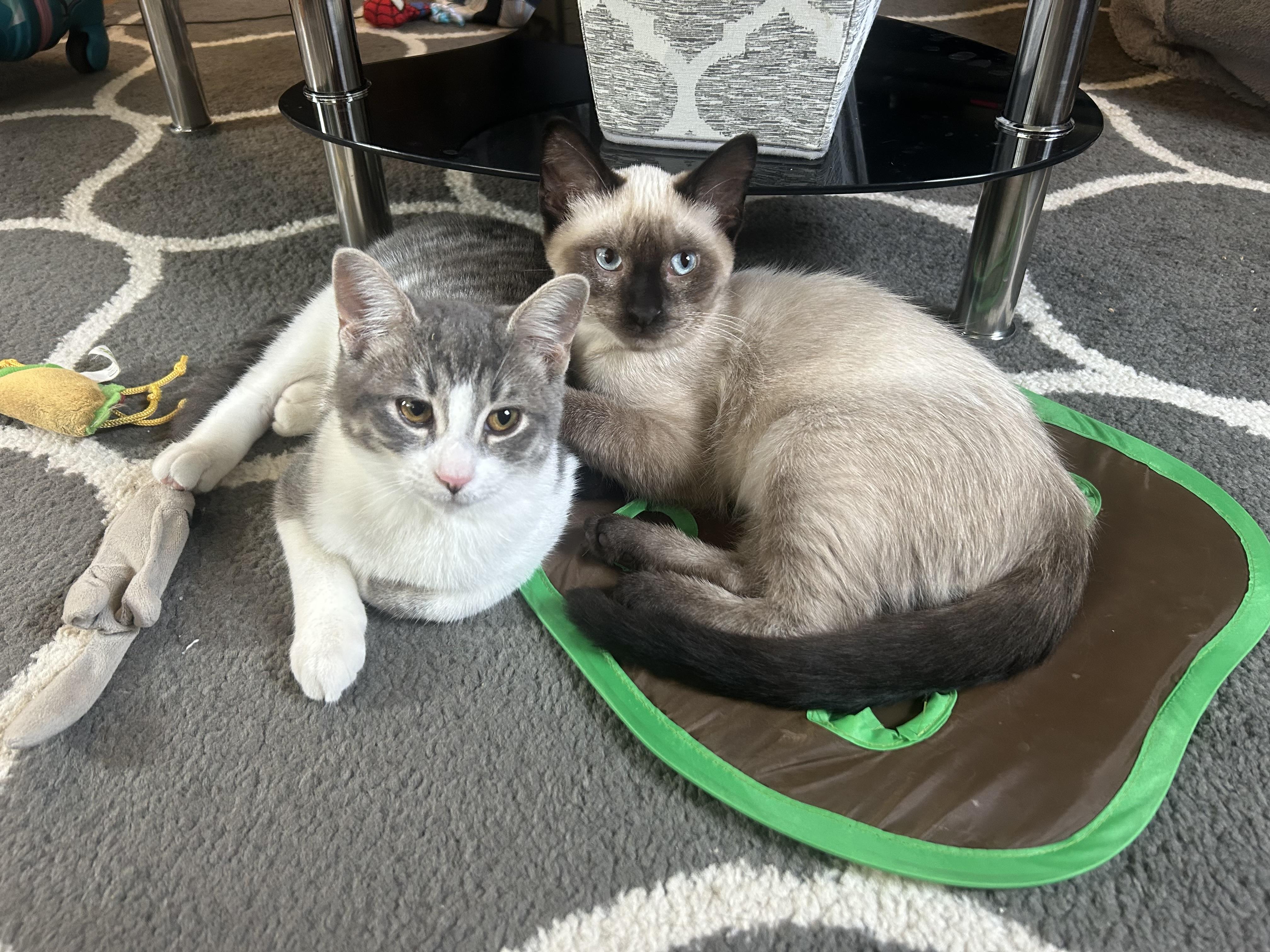 Enlarge Maximilian and Kapusta (bonded pair), an adopted mixed breed in Oak Park, MI image 1/6