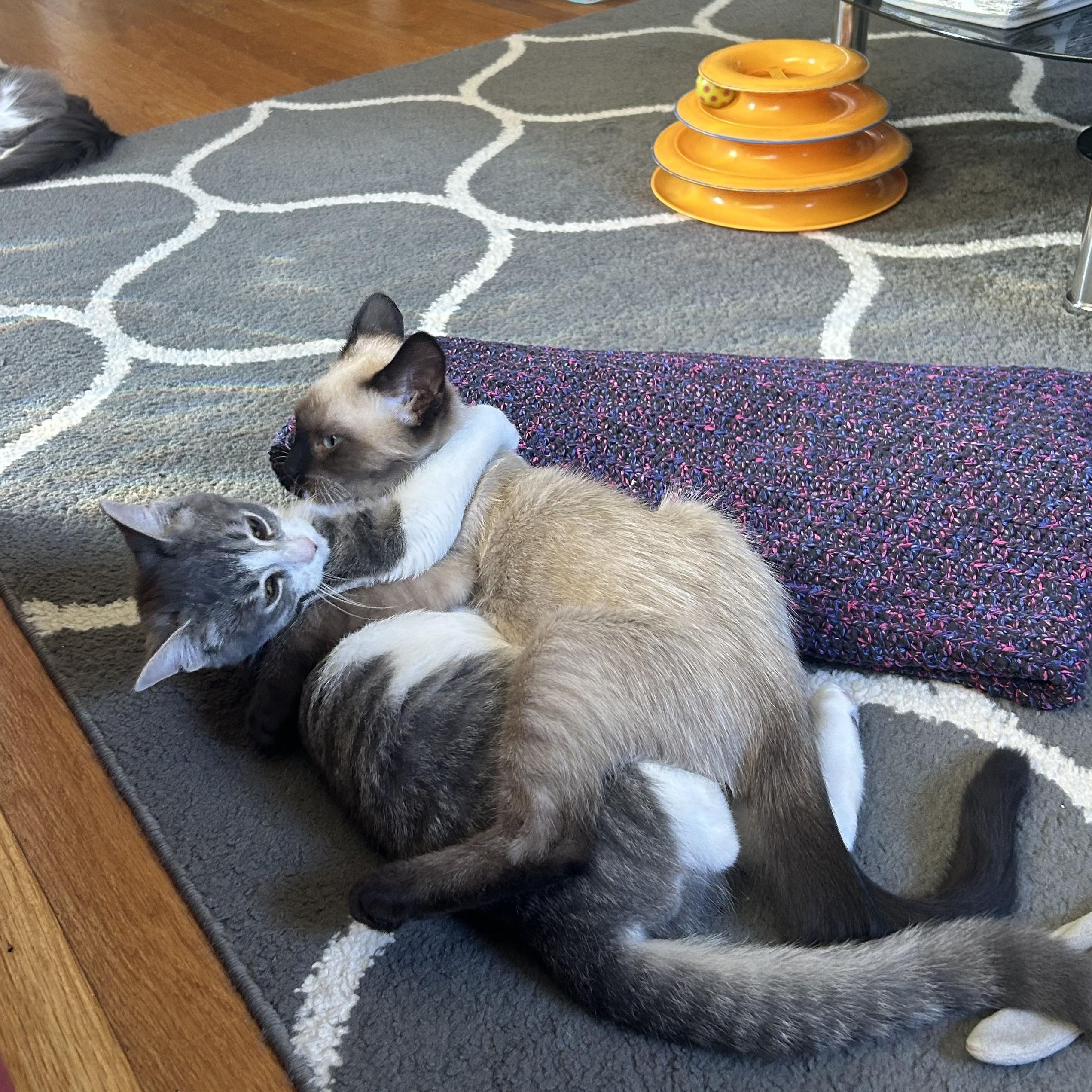 Enlarge Maximilian and Kapusta (bonded pair), an adopted mixed breed in Oak Park, MI image 4/6