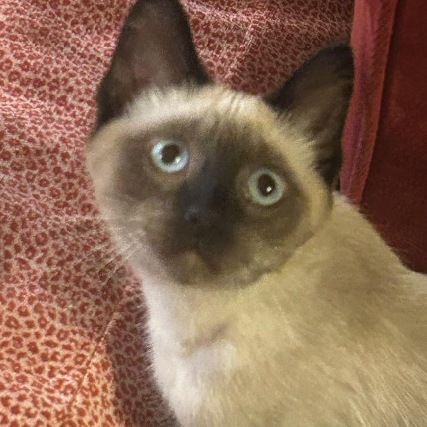 Enlarge Maximilian and Kapusta (bonded pair), an adopted mixed breed in Oak Park, MI image 6/6