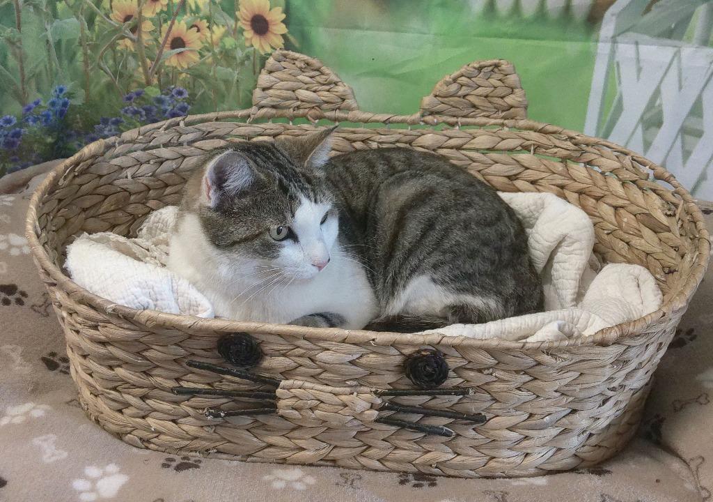 Enlarge Brielle, a Adoptable mixed breed in Lemoore, CA image 2/3