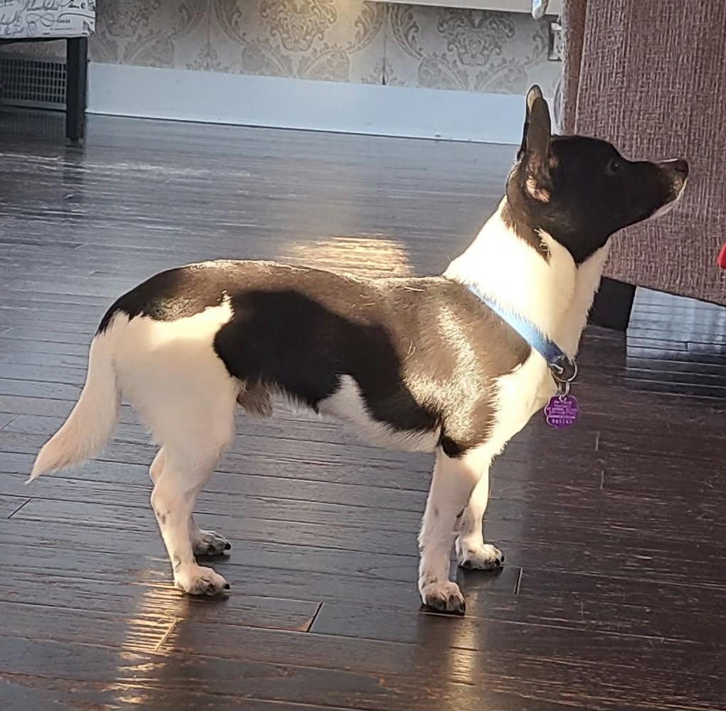 Vinny, a ADOPTABLE mixed breed in Chatham, ON image 2/2