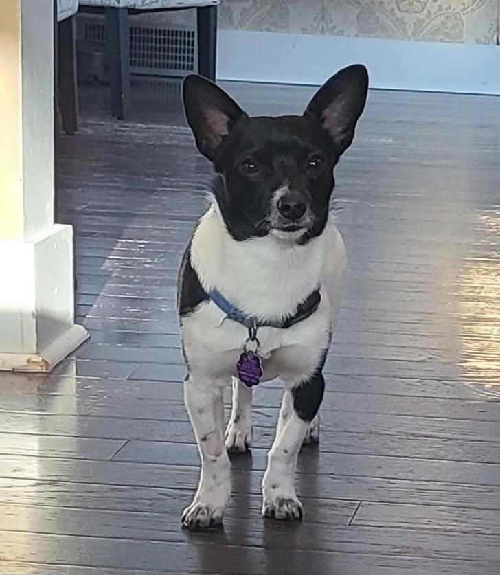 Vinny, ADOPTABLE, Puppy Male Chihuahua & Terrier.