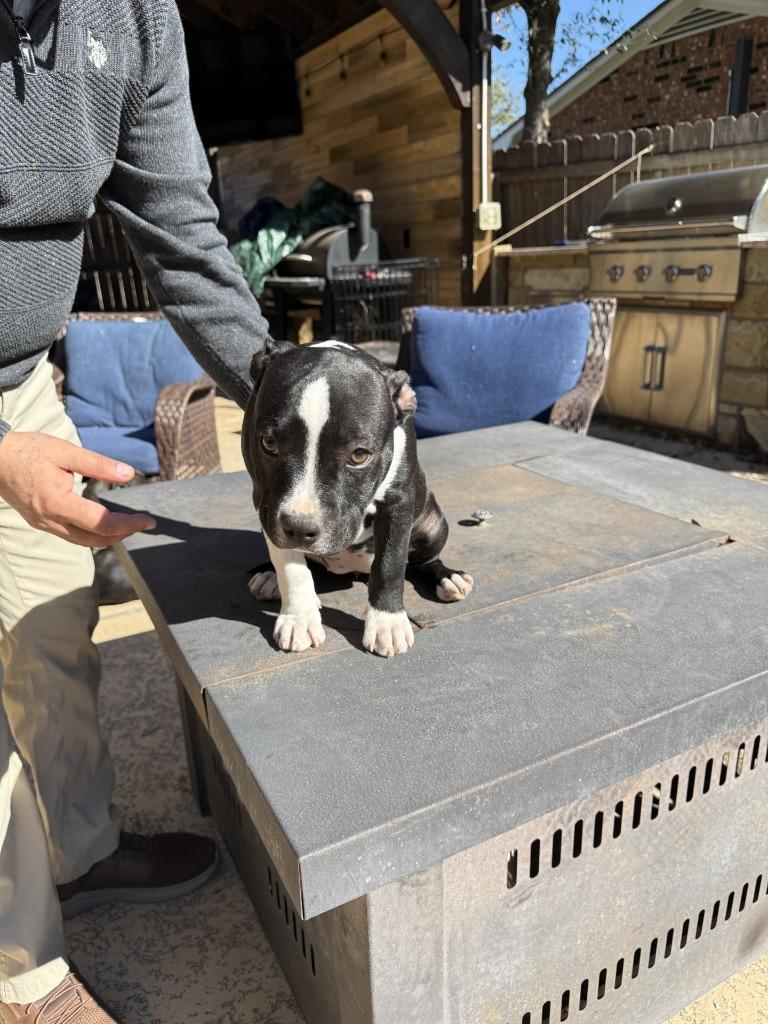 Pup 3: Sasha, Adoptable, Puppy Female Pit Bull Terrier & American Bulldog.