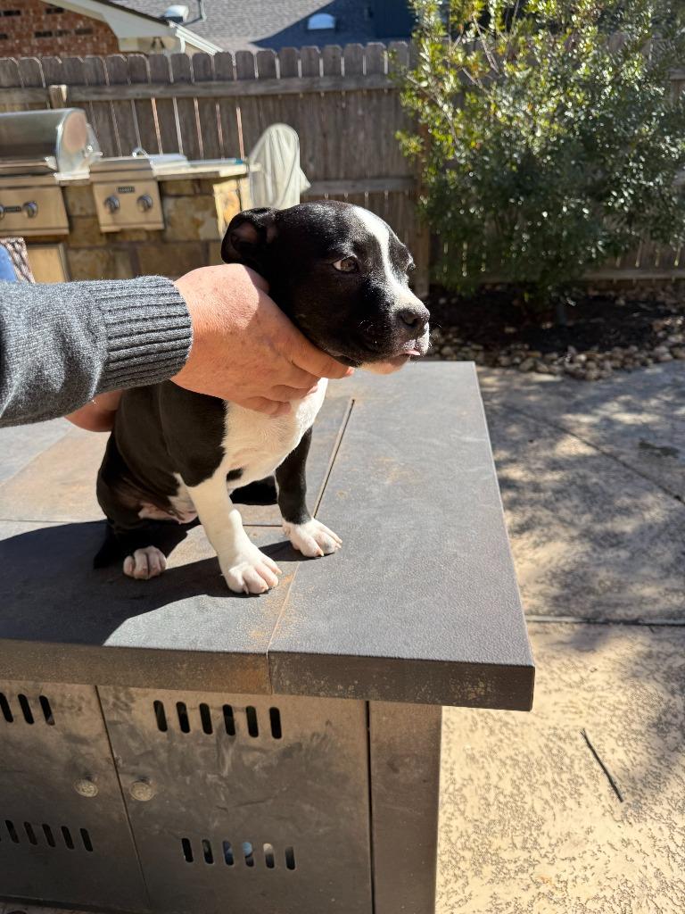 Pup 3: Sasha, a Adoptable mixed breed in Bryan, TX image 2/2
