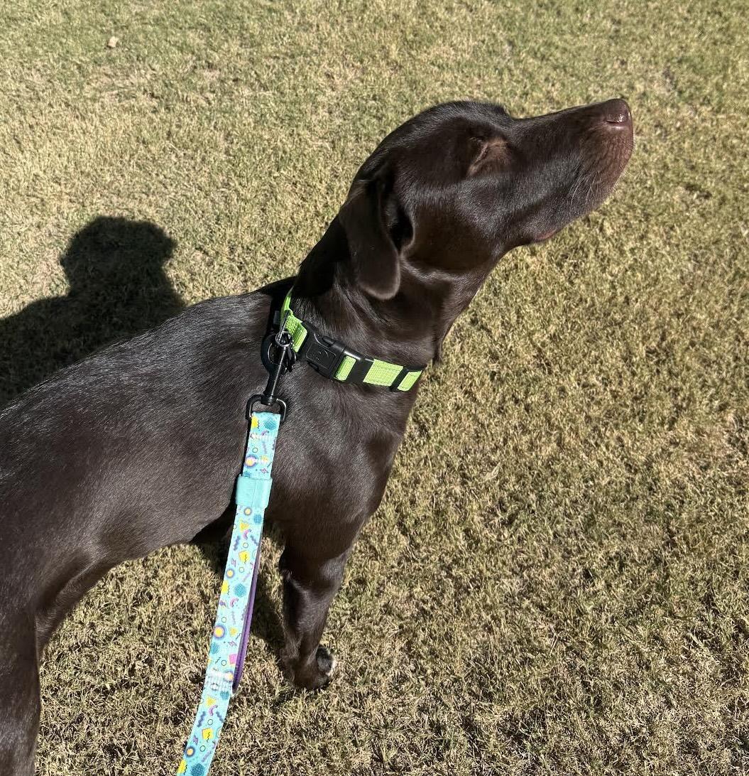 Rainey, Adoptable, Young Female Labrador Retriever.