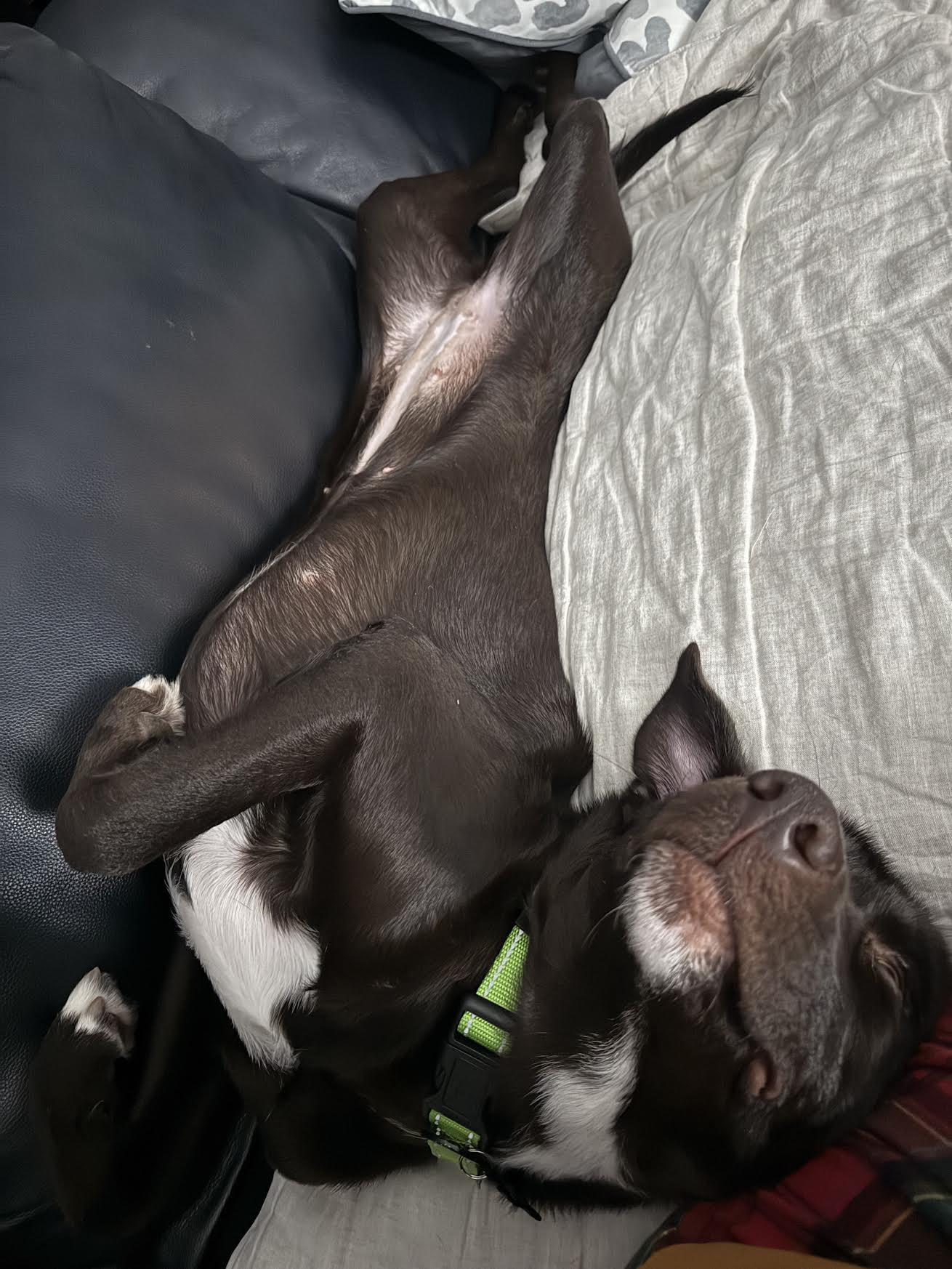 Rainey, a Adoptable mixed breed in Cumming, GA image 2/6