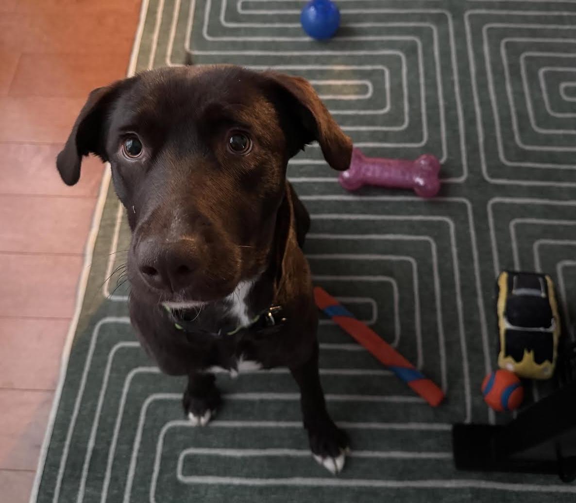 Rainey, a Adoptable mixed breed in Cumming, GA image 3/6