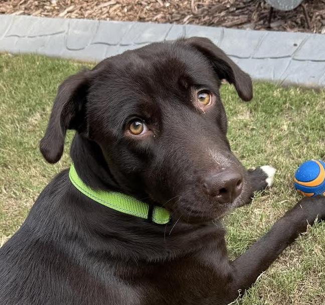Rainey, Adoptable, Young Female Labrador Retriever.